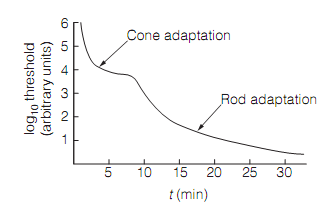 441_Cone cells 1.png